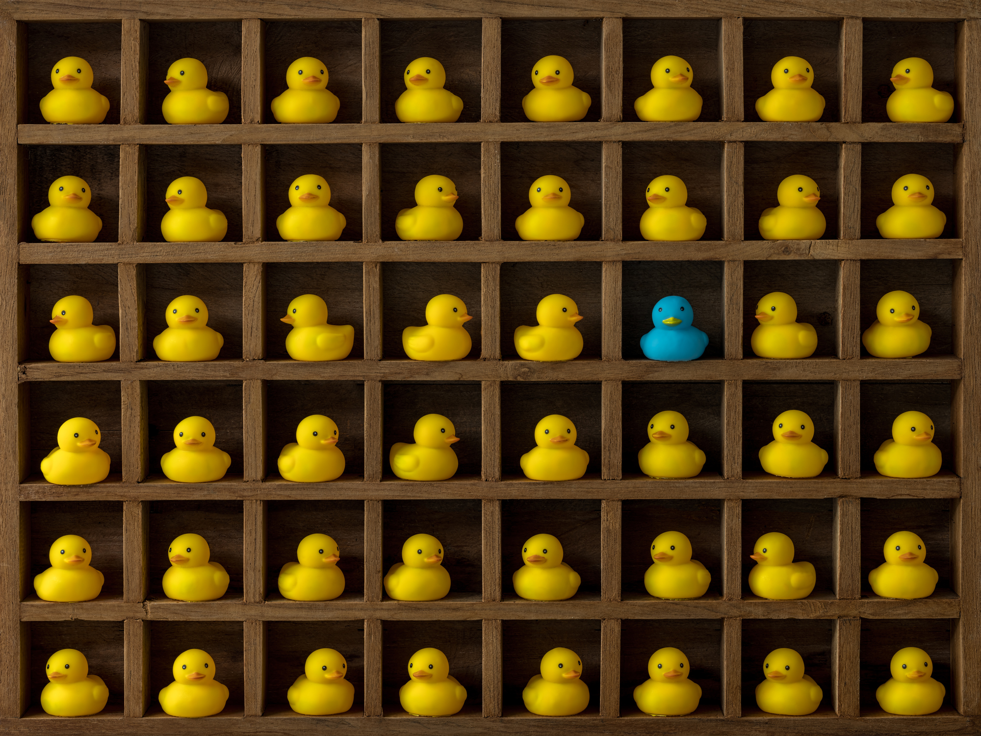 ducks in a row